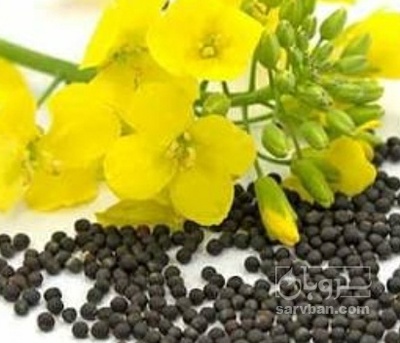 فروش کلزا