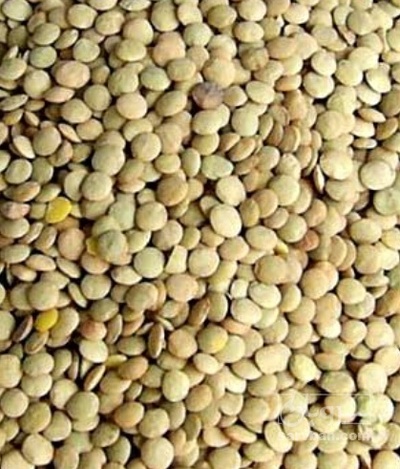 فروش عدس
