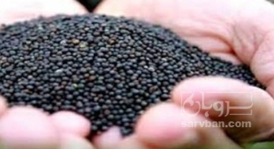 فروش کلزا