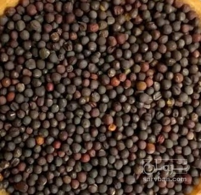 فروش کلزا