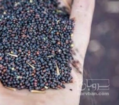 فروش کلزا