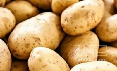 فروش سیب زمینی