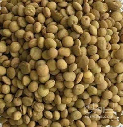 فروش عدس
