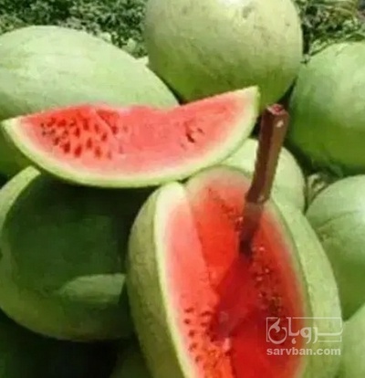 فروش هندوانه سفید بیضی