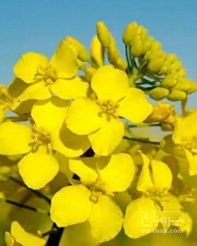 فروش کلزا