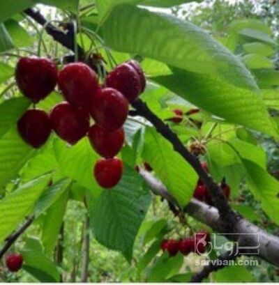 فروش گیلاس