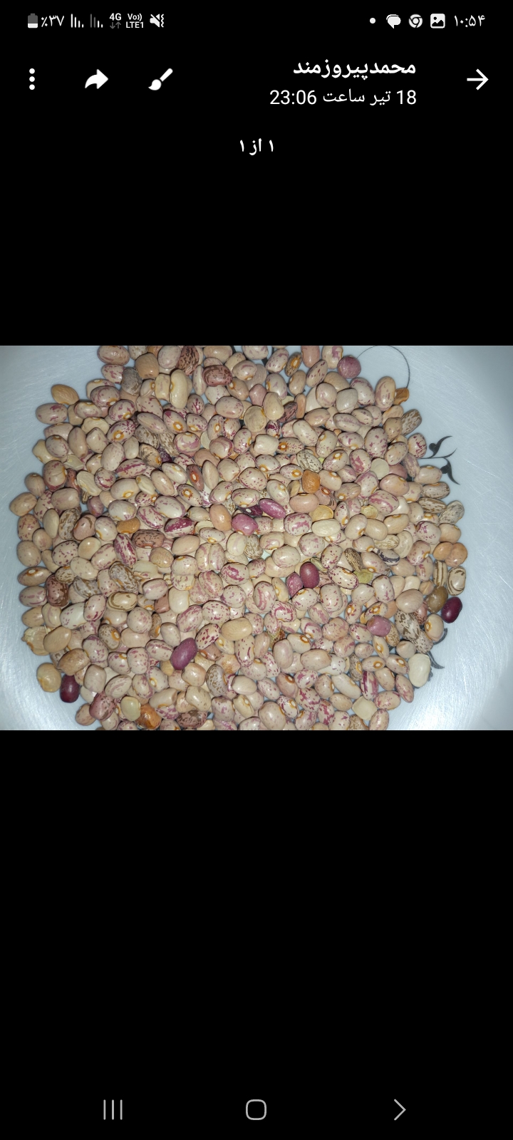 فروش لوبیا چیتی