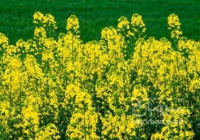 فروش کلزا