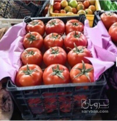 فروش گوجه فرنگی