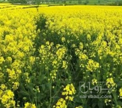 فروش کلزا