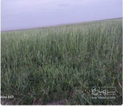 فروش ذرت علوفه ای