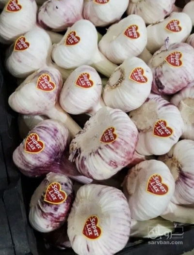 فروش سیر