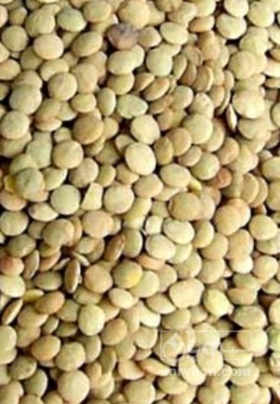 فروش عدس
