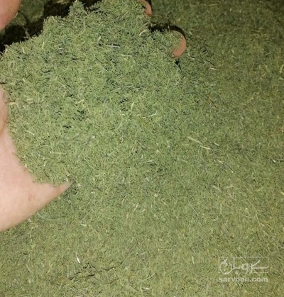 فروش شوید خشک (گیاه‌ دارویی)