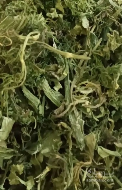 فروش گشنیز خشک