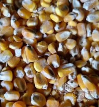 فروش ذرت