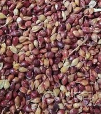 فروش سورگوم (جارو)