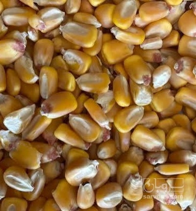 فروش ذرت