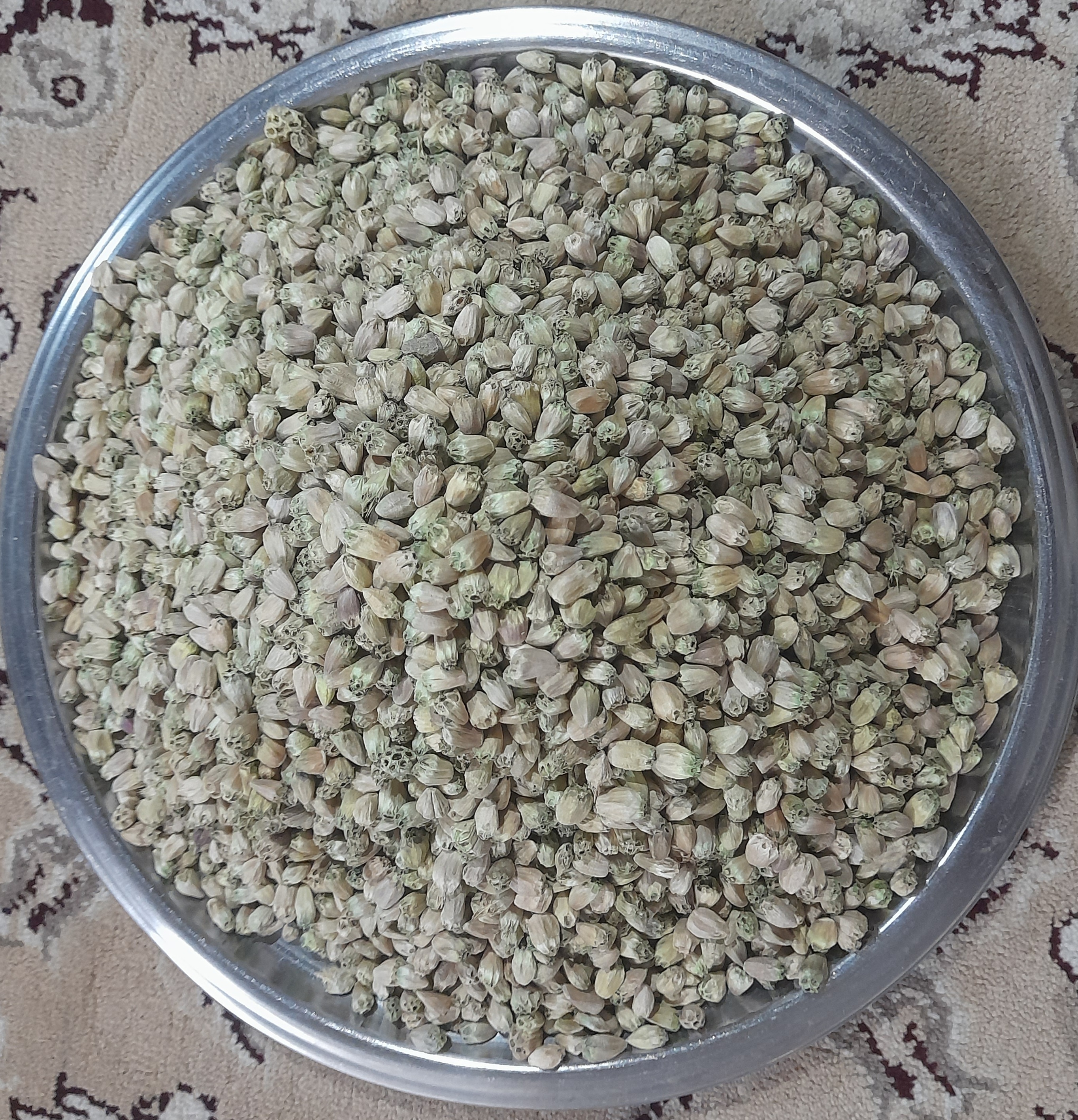 فروش کنگر کوهی (گیاه‌ دارویی)