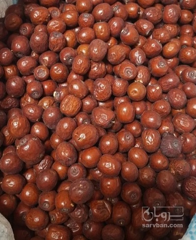 فروش عناب