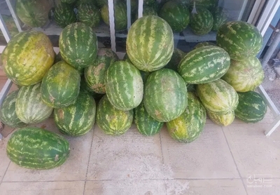 فروش هندوانه