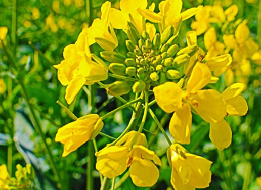 فروش کلزا