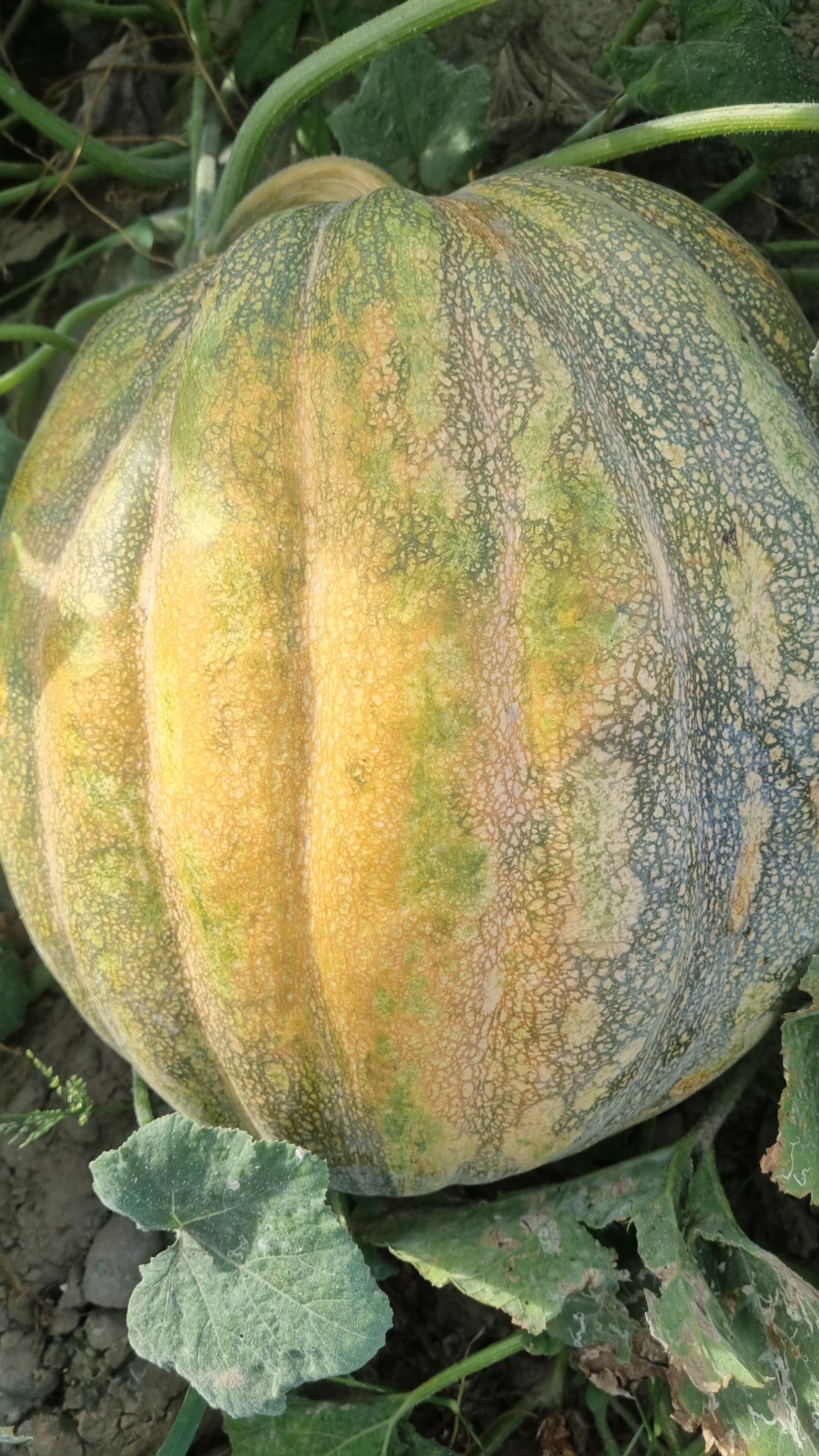 فروش کدو حلوایی
