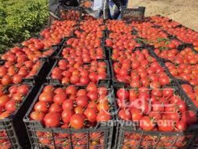 فروش گوجه فرنگی
