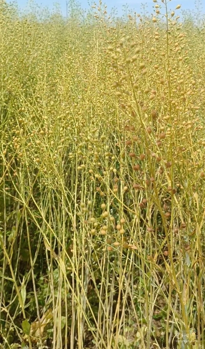 فروش کاملینا (کتان‌کش)