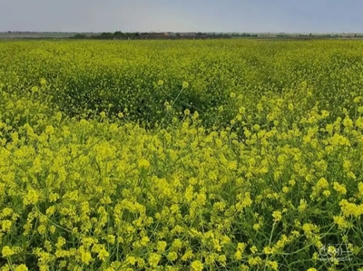 فروش کلزا