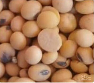 فروش سویا