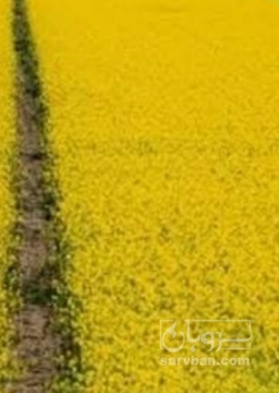 فروش کلزا