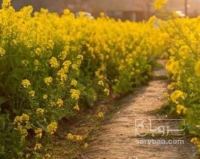 فروش کلزا