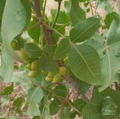 فروش نهال پسته