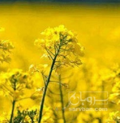 فروش کلزا