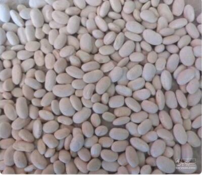 فروش لوبیا سفید