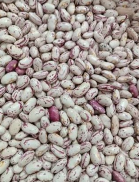 فروش لوبیا چیتی