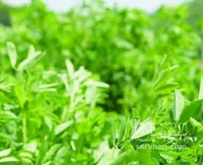 فروش یونجه