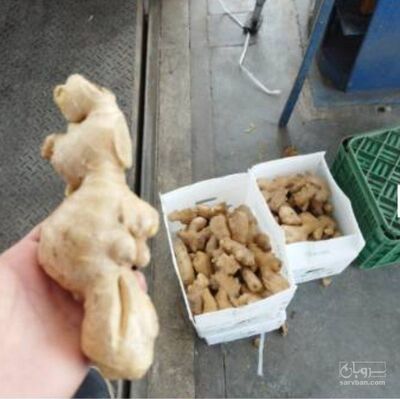 فروش زنجبیل (گیاه‌ دارویی)
