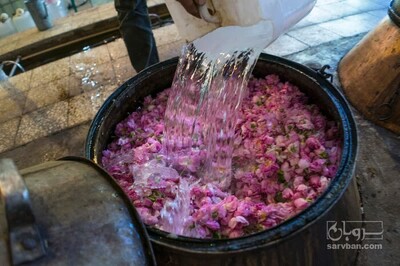 فروش عرق نسترن