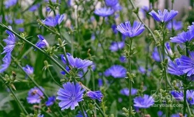 فروش عرق کاسنی