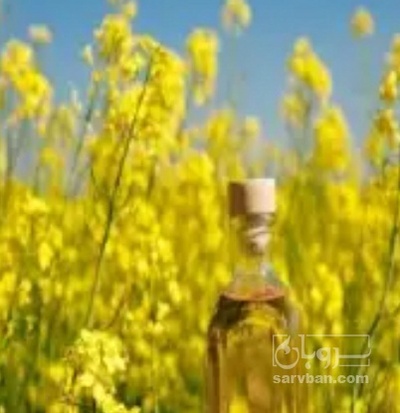 فروش کلزا