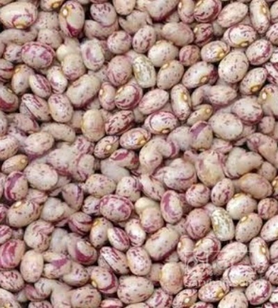 فروش لوبیا چیتی