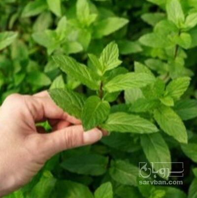 فروش نعناع خشک (گیاه‌ دارویی)
