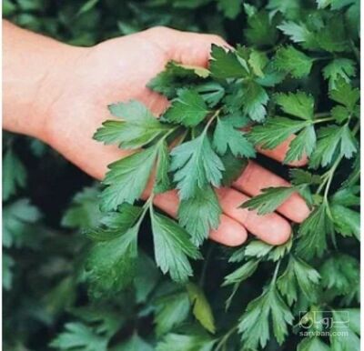فروش  جعفری خشک  (گیاه‌ دارویی)