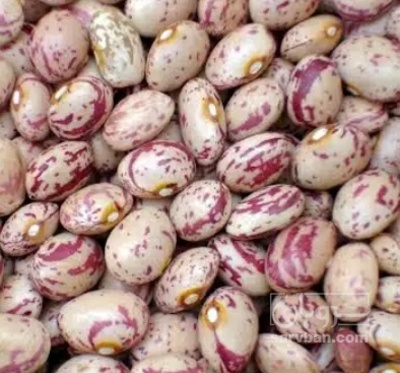 فروش لوبیا چیتی