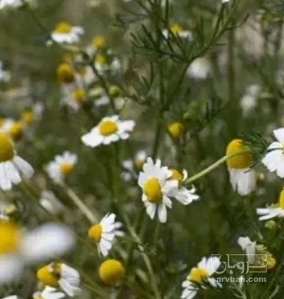 فروش بابونه (گیاه‌ دارویی)
