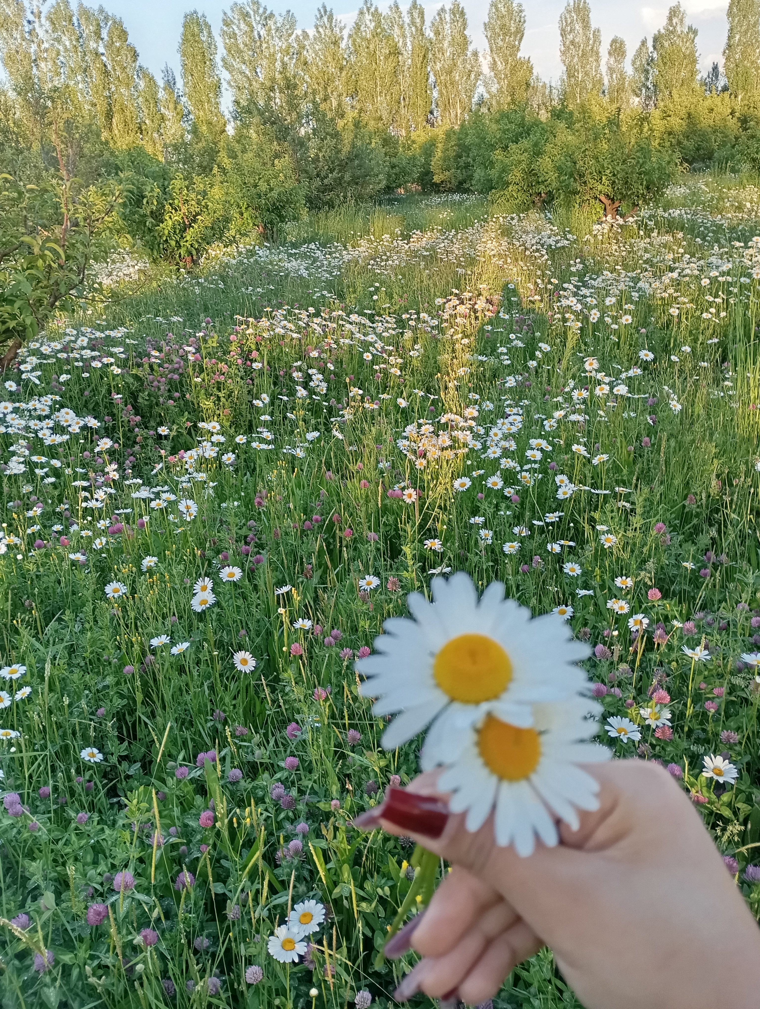 فروش گل بابونه (گیاه‌ دارویی)