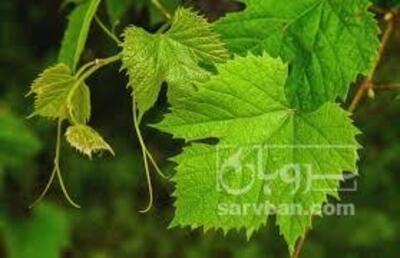 فروش برگ انگور