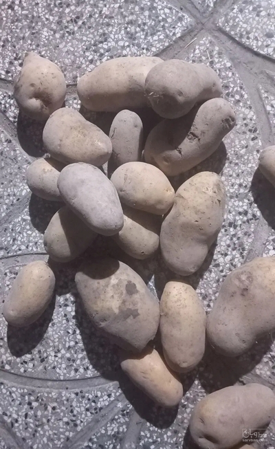 فروش سیب زمینی